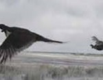 Sage grouse take flight in east-central California, home to the Bi-state distinct population of the species.