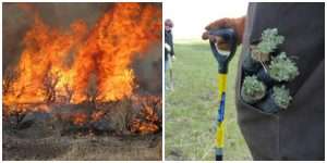 weeds and fire before after field and stream
