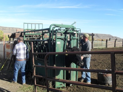 Bob and Ben Lehfeldt work the branding chute (Marie Lehfeldt photo)