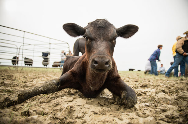 branded-calf-615x405