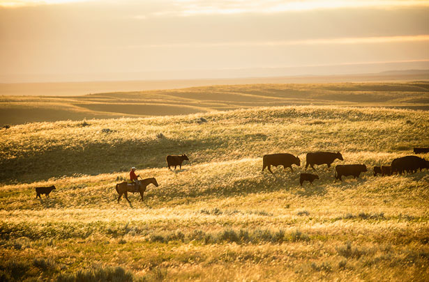 conservation-on-the-hoof-615x4