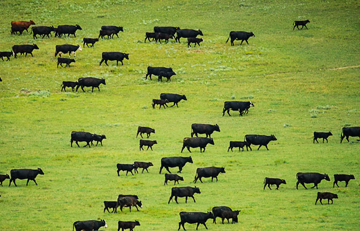 grazing-cattle-700x450