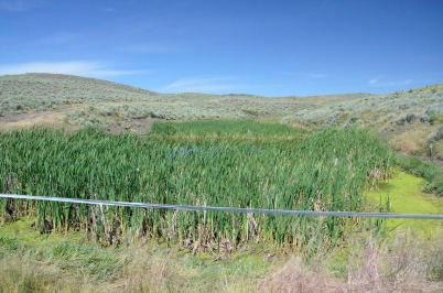 Ray Owens uses high-tensile electric fence to create riparian pastures that are grazed less than the neighboring uplands. Photo: Deborah Richie, SGI.