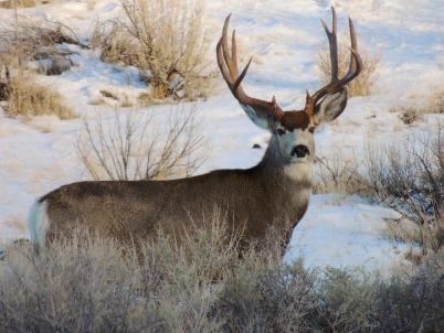 Muledeer-kenmiracle-402