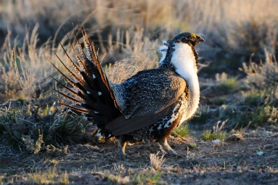 sagegrousemiracle402W