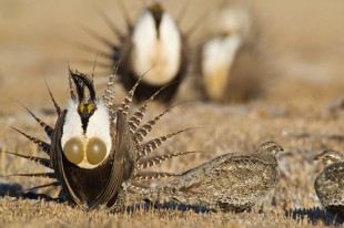 Gunnison_Sage_Grouse_500-310x206