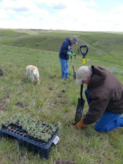 Pete Husby, NRCS state biologist, joins the volunteer day too, planting sagebrush seedlings and later installing perch deterrent nails on post. In background is landowner Dave Bequette planting sagebrush too. (Field & Stream photo)