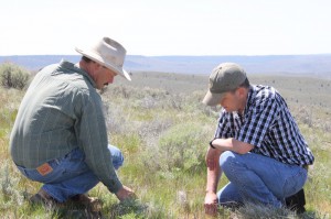 Gary Bedortha (left) and Chris Mundy of the NRCS take a close look at native plants prospering in the sagebrush steppe. (Stuebner photo)