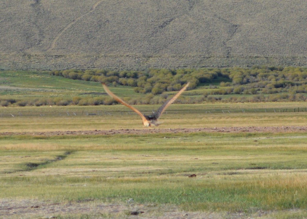 Long-billed curlews flourish in the Goldburg property (Heidi Ware photo)
