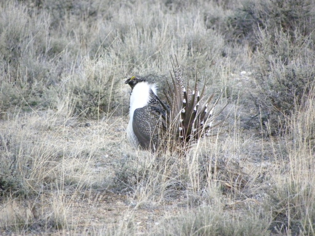 A male sage grouse on a lek in the Upper Pahsimeroi Valley (BLM photo).