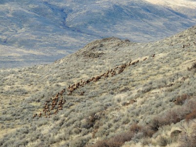 elkherdinsage-miracle-402