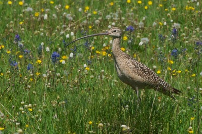 lbcurlew-miracle-402