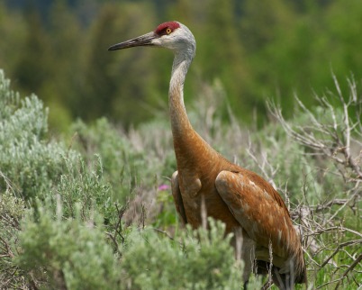 sandhillcrane-kenmiracle402