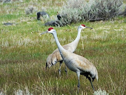 sandhillcranes-miracle-402