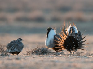 Sage grouse conservation measures benefit "umbrella" benefits for other sagebrush-dependent species, scientists say. (Scott Copeland photo)