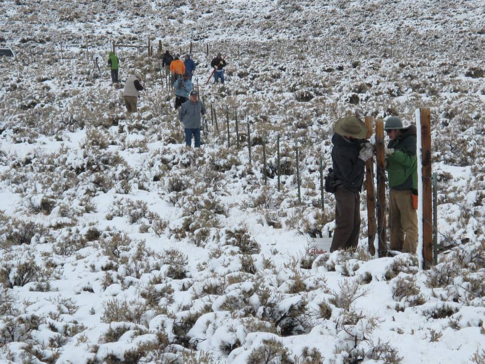 Volunteers brave snow and cold to tackle this important fence removal project to help sage grouse in the Bi-State. TEAM: Together Each Accomplishes More. (Photo: Caara Fritz Hunter_