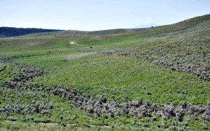 A mosaic of sagebrush and grasses provide the treeless habitat that is key to sage grouse thriving. Removing invading junipers is part of the strategy for a rangeland that's great for sage grouse. (photo, Ron Francis, NRCS)