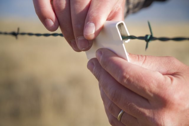 Marking fences to make the top strands visible prevents deadly sage grouse collisions (photo Jeremy Roberts, Conservation Media).