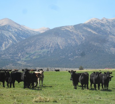 The Masinis raise black angus yearling “stockers” in the irrigated meadows. The meadows are broken up into 28 different pastures to keep the cattle on the move and sustain the grass resource.