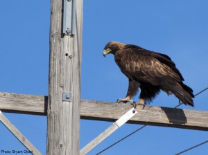 goldeneagle_BryantOlsen_Flickr