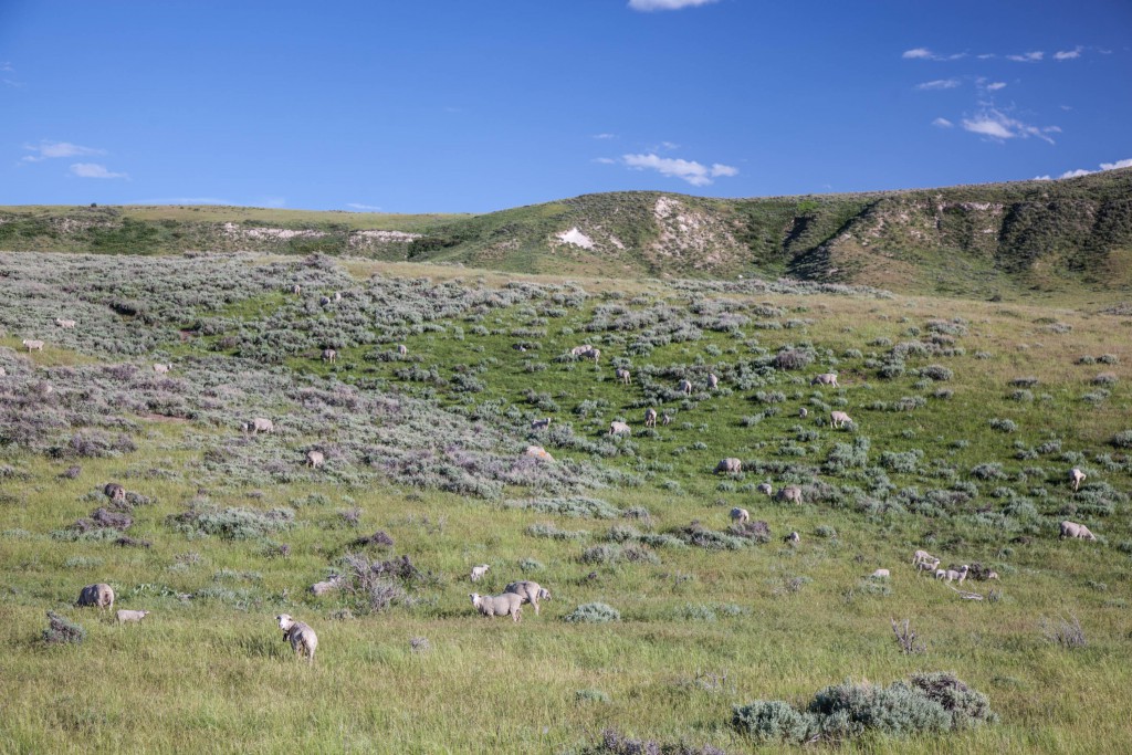 Sheep graze on the Cross Mountain Ranch, sharing the range with sage grouse, elk, and other wildlife. Photo@John Fielder