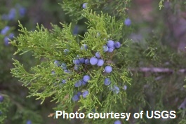 usgs_juniper_image 2015