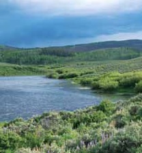 wet areas vital for sage grouse in summer