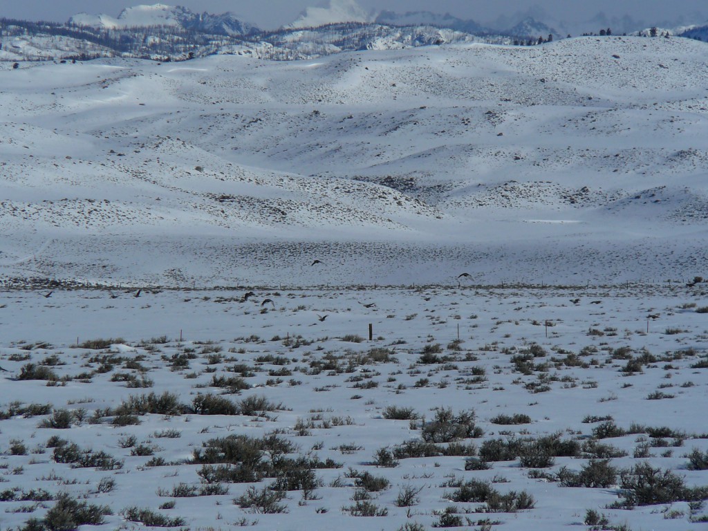 Greater Sage-Grouse take flight during last spring's study season. Only the posts of the fence line in the background are visible. Photo by Galen Reid.