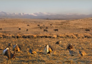 The greater sage grouse thrives in the sagebrush landscape of the West. (USDA NRCS photo.)