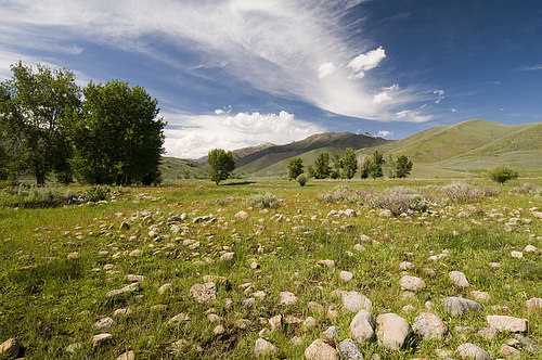 Moist meadows offer a range of food choices for grouse: flowers, leaves, buds and insects. Photo by Bill Mullins, Wood River Land Trust.