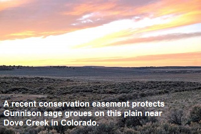 A recent conservation easement protects this sagebrush plain near Dove Creek in Colorado