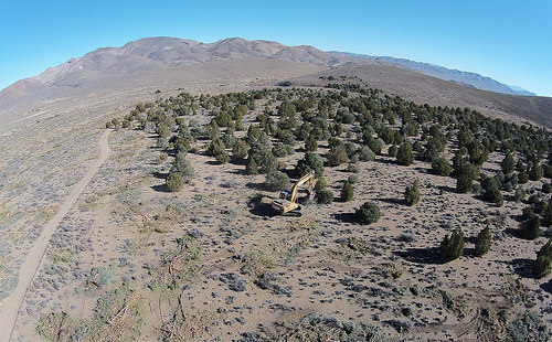 juniper removal helps sage grouse in the western U.S.