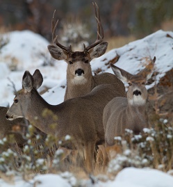 Mule Deer at Torrey Creek Trailhead-Scott Copeland-250