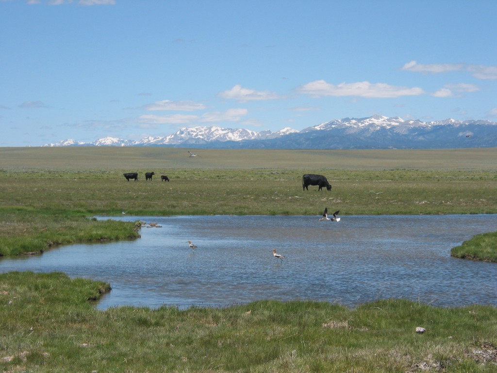 Hellyer Ranch near South Pass City, WY uses off-stream water development and riparian pastures to distribute livestock and protect habitat.