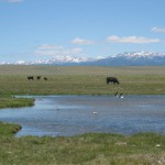 Hellyer Ranch near South Pass City, WY uses off-stream water development and riparian pastures to distribute livestock and protect habitat.