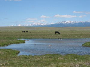 Hellyer Ranch near South Pass City, WY uses off-stream water development and riparian pastures to distribute livestock and protect habitat.
