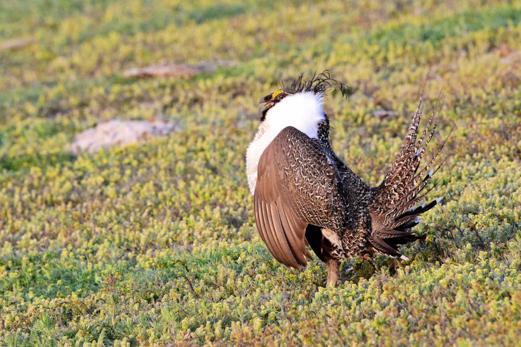 Male sage grouse in full mating display. Photo by Ken Miracle.