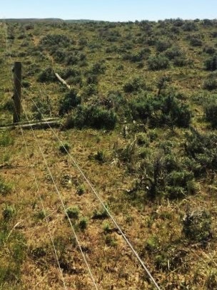 The Pokornys have replaced over 10 miles of fences with 3-strand wildlife friendly fences. Photo: Kevin Edinger, NRCS.