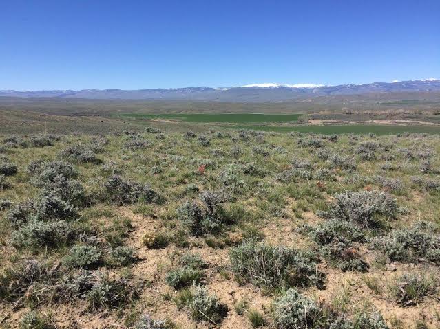 Sagebrush grows just outside the boundaries of the Pokorny's hay fields. Photo: Kevin Edinger, NRCS