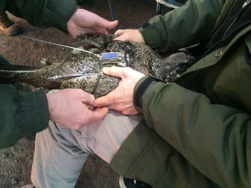 Installing GPS backpacks on sage grouse helps scientists and resource managers track the birds movements.