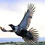 Since cutting the expanding juniper trees from his ranch, Mike has seen more sage grouse nesting in the spring.