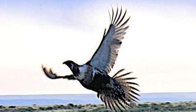 Since cutting the expanding juniper trees from his ranch, Mike has seen more sage grouse nesting in the spring.