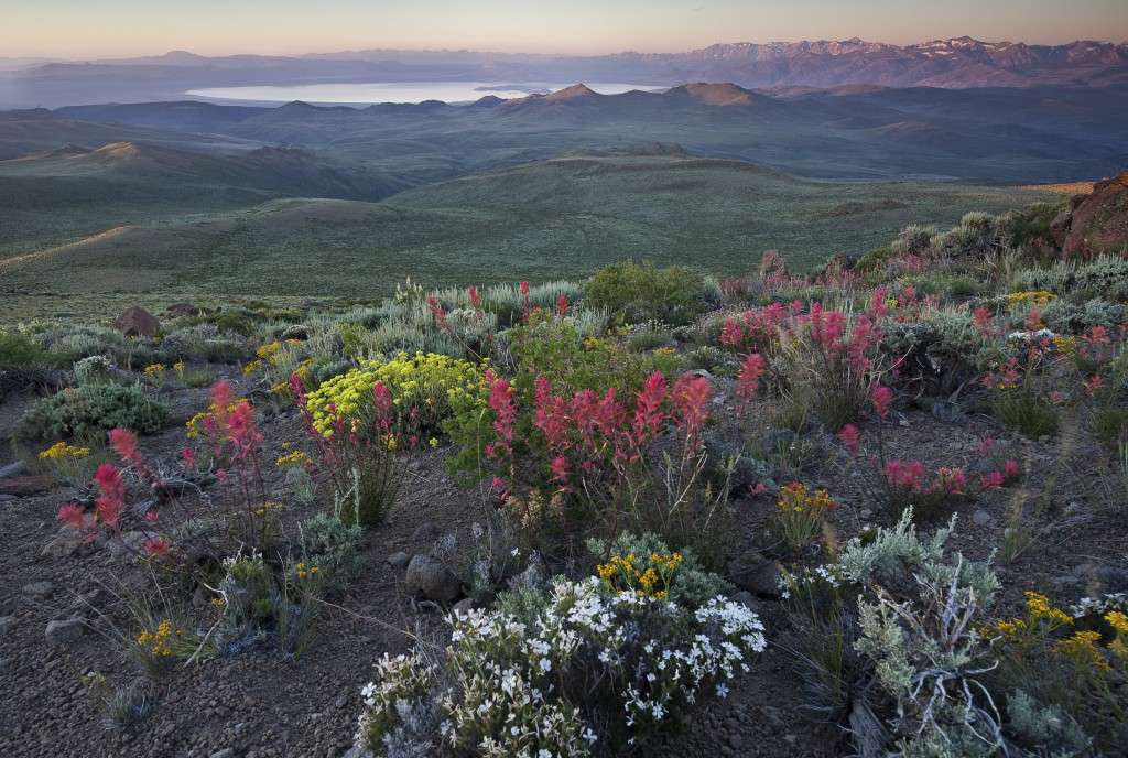 The Bodie Hills of eastern California is core habitat for sage grouse conservation in the Bi-State area.