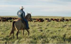 SGI helps landowners put in place rangeland practices that conserve the sagebrush sea. Photo by Linda Poole.