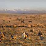 sage grouse - usda nrcs photo - grown by two-thirds since 2013