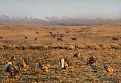 sage grouse - usda nrcs photo - grown by two-thirds since 2013