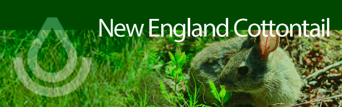 Screen Shot 2015-09-11 at 9.09.32 AM