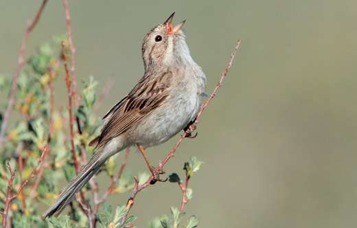 Singing Brewer’s sparrow in Lake County, Oregon benefits from conifer removal projects that protect sagebrush habitat. (Photo: Jacob Spendelow, tringa.org)