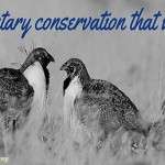 Voluntary conservation that works -Sage Grouse Initiative
