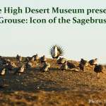 High Desert Museum exhibit on sage grouse courtesy of Steve Chindgren